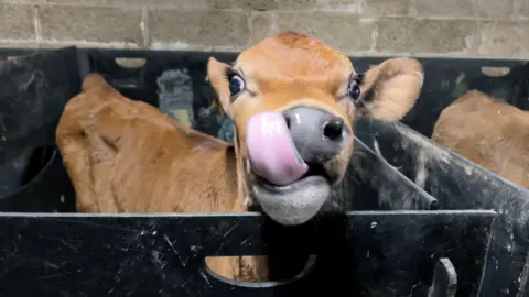 A young light‑brown calf stands in a black pen, facing the camera with its tongue curled up to lick its nose. Its ears are perked up, and the background shows a brick wall and adjacent pens.