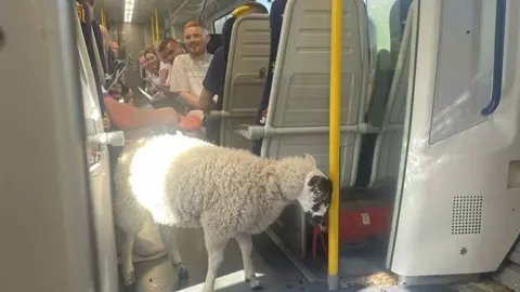 Michelle Robertson Photo taken by Michelle of the sheep on the train. In the background you can see all the astonished passengers craning to take a look