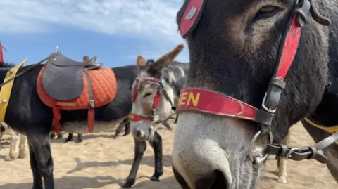 BBC A close-up of a donkey's face, while standing on a beach with other donkeys in the background