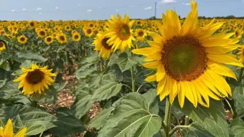 A field of sunflowers
