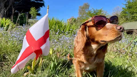 Julie Kemp A golden coloured dog with glasses resting above its face sits next to an English flag in a grassy area with blue flowers growing nearby. 