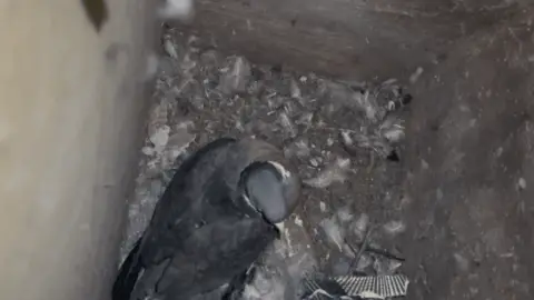 Cleethorpes Wildlife Rescue Pigeon sat in a narrow space surrounded by feathers