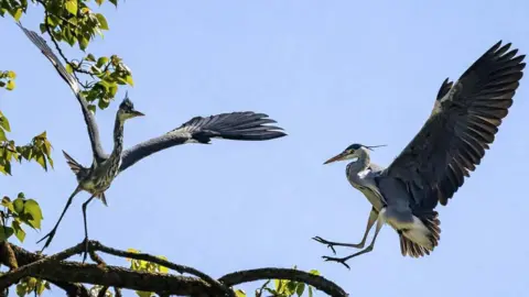 Anna Sukeforth Two grey herons in flight around a tree on a sunny day. They have their wings spread wide as they prepare to land on a tree branch. 