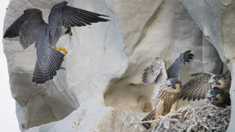 Steve Wood A peregrine falcon flying into a nest site 