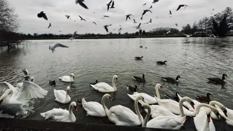 Several swans are in the water and behind them there are also several geese. In the sky a number of birds have also taken flight.