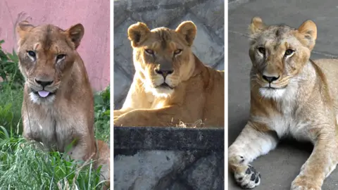 Composite image of three lions who died during a heatwave in Japan's Tama Zoo