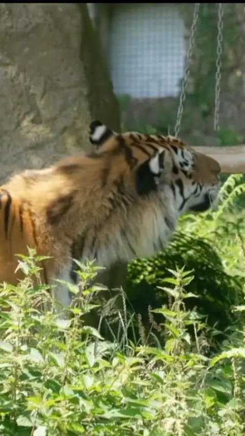 A tiger in grass looking away from the camera. 