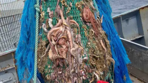 A fisherman looks on as a large blue net is brought up to a boat. It contains lots of octopus.