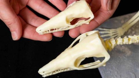 3D print of early mammal skulls 