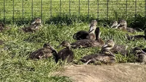 Ducks and baby geese sitting on grass by a wire fence