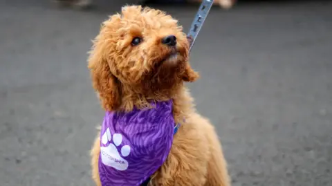 A small puppy with a purple scarf