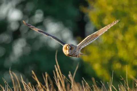 Jack Murray-Bird Owl flying with wings fully outstretched over a field of dry grass with blurred trees in the background
