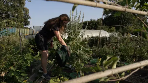 A woman wearing shorts and t-shirt waters plants in an allotment in Cardiff.