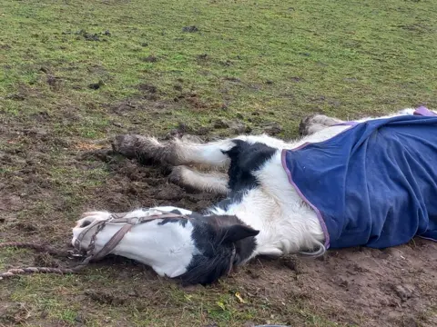 Samantha Parsons Murphy a horse, alive on his side