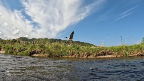 Calum Maclean A bird flies over the River Tay at Kindallachan in April this year. The image shows dark grey water and a grassy, reedy riverbank. The bird is taking off from the water. It is grey and white with a black neck and head.
