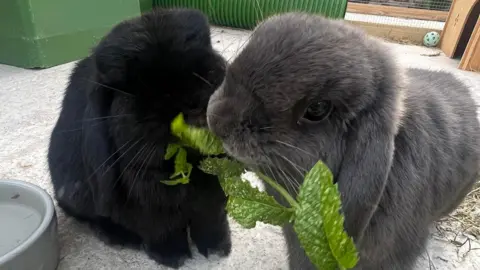 Two rabbits share a leafy stem in a hutch