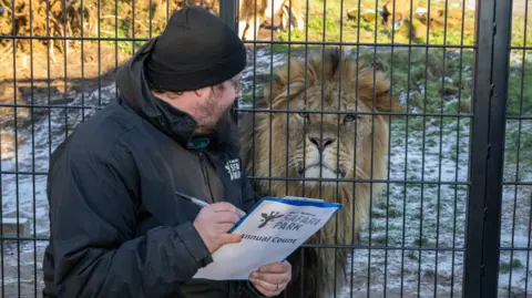 A man wearing a black woolly hat and a black coat holds a pen and notepad while sat next to a black metal fence as a lion stands on the other side.