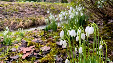 Charlotte Vowden/BBC A clump of dainty white snowdrops on tall green stems have sprouted beside a stream