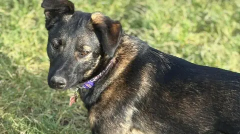 The sun shines on the fur of a large German Shepherd dog