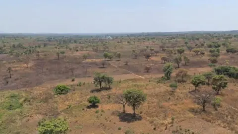 Drone shot of Mount Kei Central Forest Reserve showing scattered trees