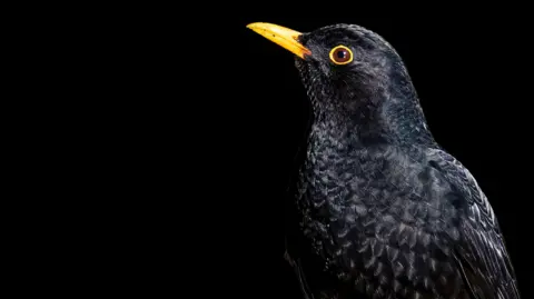 A dark-plumed bird is captured in profile, its yellow beak and eye ring glowing vividly against an entirely black background.