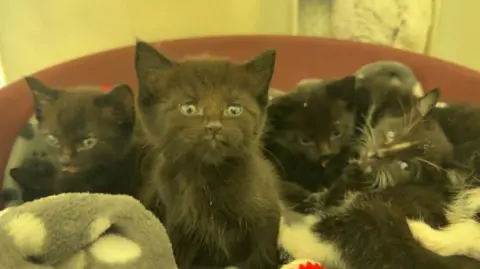 Six black and black and white kittens are all huddled together in a cat bed, some sitting up and some lying down slightly out of shot, with a blanket underneath them.