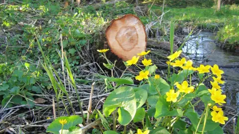 Tim Hill A plant with yellow flowers growing by a small river. There is a tree trunk in the background.