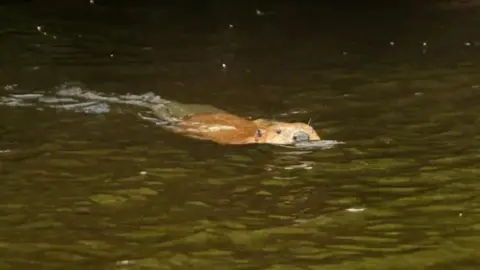 Iolo's River Valleys, BBC A large brown beaver with its back and head poking out of the river as it swims