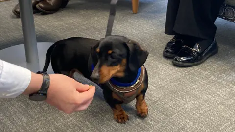 BBC/Louise Fewster A miniatrure dachshund being given a treat