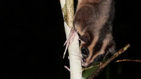 Carlos Bocos A pygmy long-fingered possum with one very long finger clearly visible on a tree branch with a black background