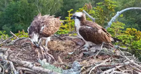 Birds of Poole Harbour Two ospreys sitting on a large nest. One is feeding three chicks with a fish.