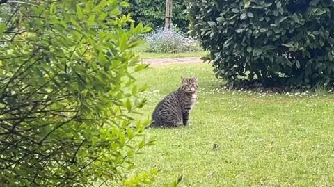 BBC Horatio the cat squinting as he stands in the middle of a green space at Kelmscott Manor. 