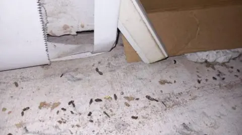 Stockport council Small brown mouse droppings are all over a white concrete floor.