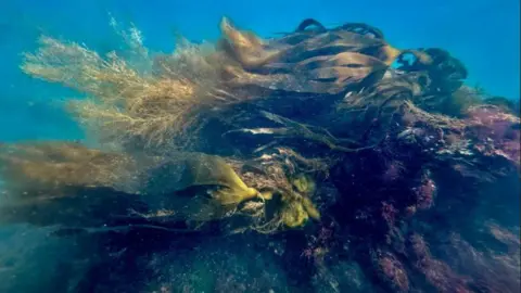 Paul Boniface An underwater image of a large bit of kelp. It is largely green, with tinges of purple. 