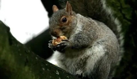 A grey squirrel holding a nut between its paws