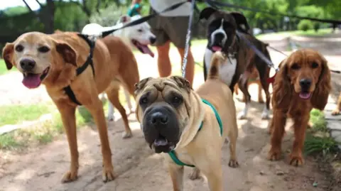 Getty Images Six dogs being walked by one person.