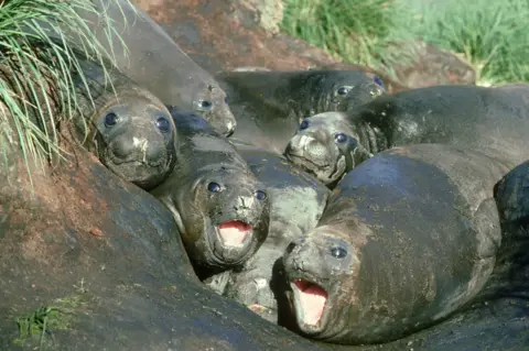 Getty Images - Doug Allan Group of elephant seals crowded together on a rocky shoreline, some with mouths open, showing thick, dark, wrinkled skin and whiskered faces beside coastal vegetation