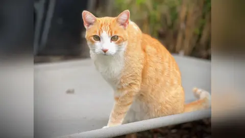 Amey James A ginger cat with three legs 