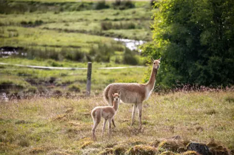 Royal Zoological Society of Scotland (RZSS) Baby vicuna or cria standing in a field full of grass and wild plants, alongside one of the herd. They are looking at the camera.