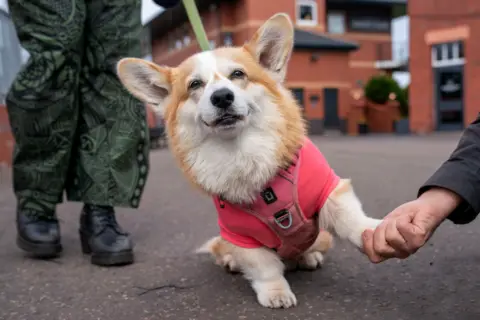PA Media A very fluffy and happy looking corgi wearing a red harness and vest - a person off camera holds one of its front paw.