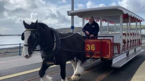A horse pulls a white and red tram carriage along Douglas seafront. The horse is black with a white face and lower legs and is wearing a tag around its neck bearing the name Nelson. The carriage has the number 36 on the front in yellow lettering, and is being driven by a man in a black top with a grey beard and hair.