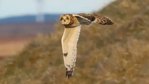 A short-eared owl in flight, its wings are outstretched and it is looking to the side towards the camera with its prominent yellow eyes.