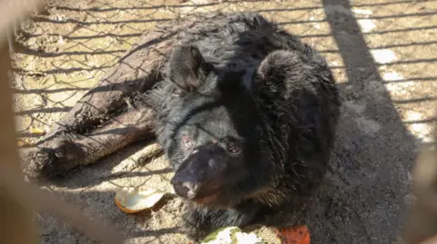 Jimmy's Farm & Wildlife Park A small black moon bear lying down in a small enclosure. There are remnants of fruit skins on the ground around it.