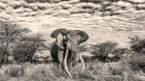 Peter Haygarth A black and white picture of an elephant walking through scrubland, with several small trees and long grass around.