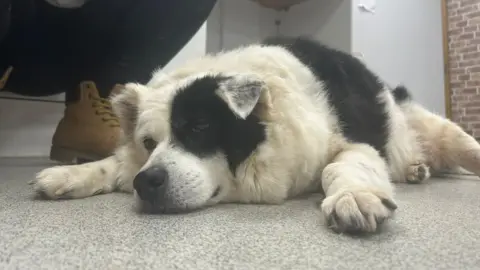 Oakwood Dog Rescue A black and white overweight dog laying on a white floor with his paws stretched out the front of him looking defeated. He has a black patch over one of his eyes from his fur print.
