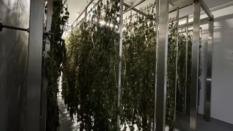 cannabis drying room