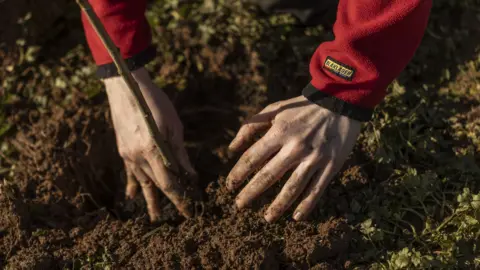 National Trust Images James Beck Muddy hands plant a twig like tree in soil