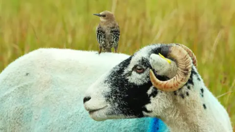 N COGGY A juvenile starling sits on the back of a sheep which has a black nose and short, rounded horns. Both the bird and the sheep are looking left in the distance in green long grass.