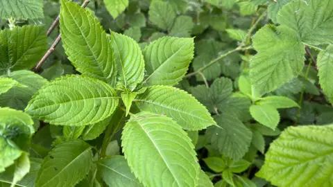 Clsoe up of the green leaves among a growth of plants.