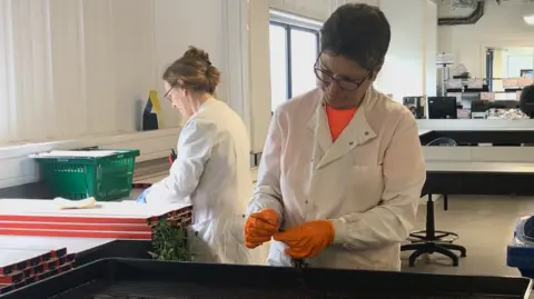 Owen Sennitt/BBC Two women wearing lab coats conduct science experiments involving plants inside a building 